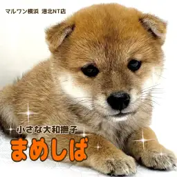 【 豆柴犬 】日本犬代表!小さな大和撫子豆柴ちゃん