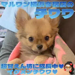 【 チワワ 】生後100日体重970g!可愛く賢く成長中の甘えん坊な男の子!