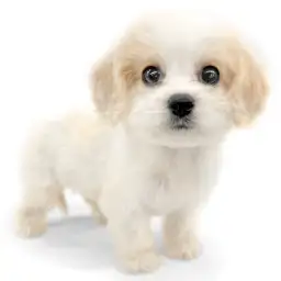 MIX（キャバリアキングチャールズスパニエル×ビションフリーゼ）