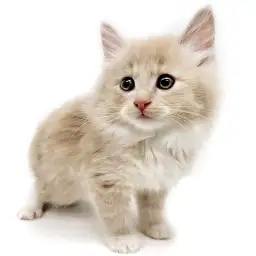 ノルウェージャンフォレストキャット