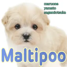 【 マルプー 】賢くてフレンドリー!トイプードルとマルチーズのMIXの男の子!