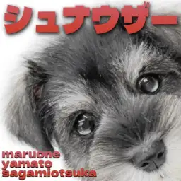 【 ミニチュアシュナウザー 】賢く愛らしいモノクロの最高のパートナーが大和市に!