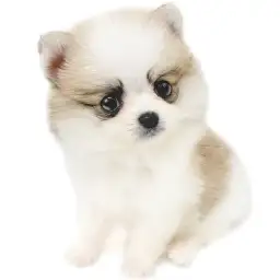 MIX（ポメラニアン×チワワ）