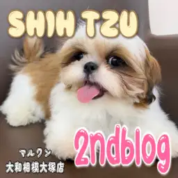 【 シーズー 】もうすぐワクチンプログラム完了!生後4ヶ月の癒され姿に大注目!