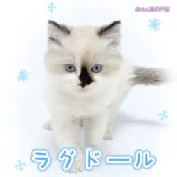 【 ラグドール 】唯一無二の柄 青い瞳のイケメンにゃんこ！