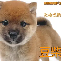 【 豆柴 】人気タイプのたぬき顔を見事に体現した女の子！