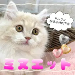 【 ミヌエット 】短足好き必見！ミヌエットが板橋区にあるペットショップに入店！