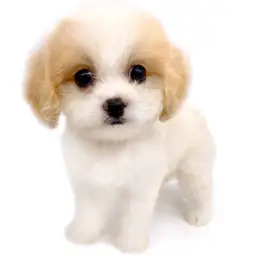 MIX（キャバリアキングチャールズスパニエル×ビションフリーゼ）