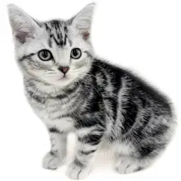 アメリカンショートヘア