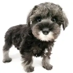 ミニチュア・シュナウザー