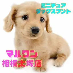 【 ミニチュアダックスフント 】見た目も性格も愛され力満点!魅力全開な短足女子