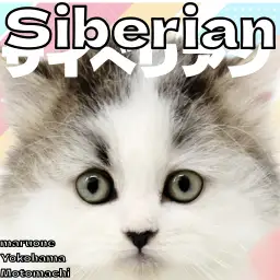 【 サイベリアン 】穏やかで甘えん坊！長毛猫サイベちゃんが登場！