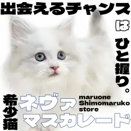 【 ネヴァマスカレード 】澄んだブルーの瞳に淡色のポイントカラーが魅力の希少猫!