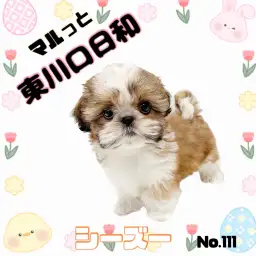 【 マルッと東川口日和No.111 】ペチャ顔界の帝王、シーズーが登場!