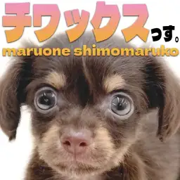 【 チワックス 】唯一無二のルックスと性格!チワワとダックスのMIX犬の男の子!