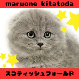 【 スコティッシュフォールド 】シックなカラーの甘えん坊にゃんこが北戸田に登場！