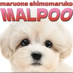 【 MIX 】大きな瞳とクリームカラーが美しい!ぬいぐるみミックス、マルプー降臨