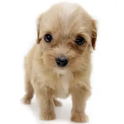 MIX（トイプードル×チワワ）