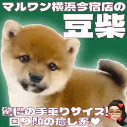 【 豆柴 】生後2ヶ月体重735g!手乗りサイズの赤豆柴の男の子が仲間入り!