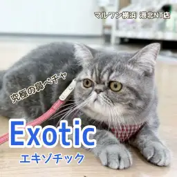 【 エキゾチック 】フレンドリーで穏やかな男の子の生後7ヶ月の今をご紹介！