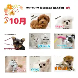 【 ブログリスト 】マルワン港北NT店10月のブログ記事まとめ