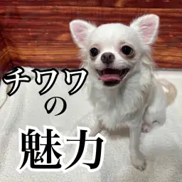 【 チワワ 】初めてでも安心!穏やかでお利口さんなチワワくんの魅力を徹底紹介!