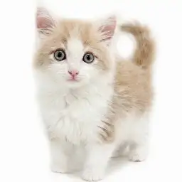 ノルウェージャンフォレストキャット