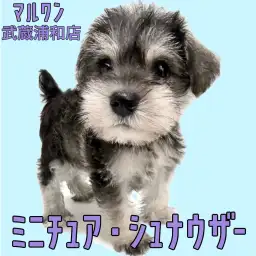 【 ミニチュア・シュナウザー 】童顔で癒し系なソルト＆ペッパーの女の子が登場