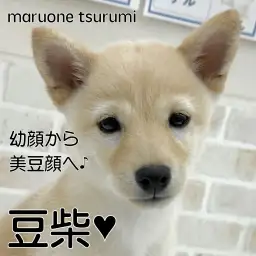 【 豆柴 】白く輝く小さな心、今こそ絆を築くゴールデンタイム！