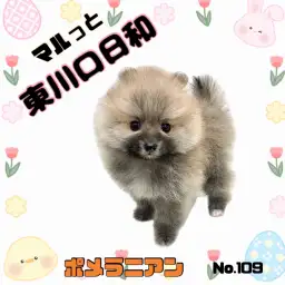 【 マルッと東川口日和No.109 】人気のオレンジ系!たぬき顔ポメちゃん登場!