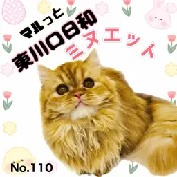 【 マルっと東川口日和No.110 】気品と甘えん坊が同居!8ヶ月のミヌちゃん