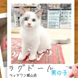 【ラグドール】城山っ子成長報告！2025年11月12日