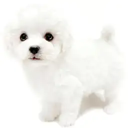 ビションフリーゼ