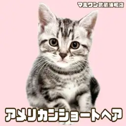 【 アメリカンショートヘア 】シルバータビーの女の子が埼玉浦和に登場！