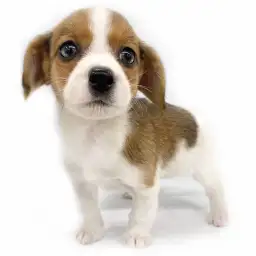 ジャックラッセルテリア