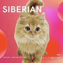 【 ほっこり北通Vol.239 】犬のような性格！ 超抱っこ好きなサイベリアン！