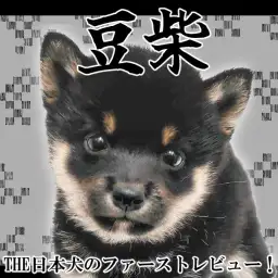 【 豆柴 】小さな体にギュッと詰まった日本の美！黒豆柴の男の子が登場！