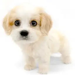 MIX（キャバリアキングチャールズスパニエル×ビションフリーゼ）