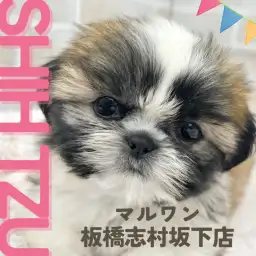 【 シーズー 】東京都板橋区にあるペットショップに女の子のシーズーちゃんが登場！