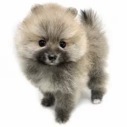 ポメラニアン