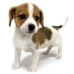 ジャックラッセルテリア