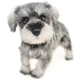 ミニチュア・シュナウザー