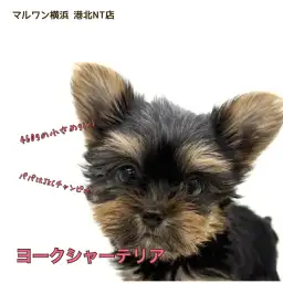 【 ヨーキー 】パパはチャンプ!マズル短め小さめサイズ、可愛さプレミアム級!