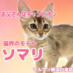 【 ソマリ 】お父さんはZCCチャンピオン！人懐っこい美猫が白楽店に登場！