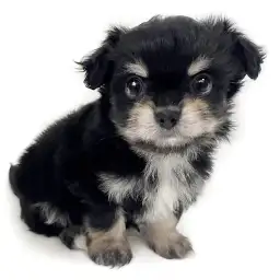 MIX（チワワ×マルチーズ）