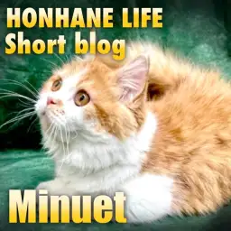 【 ミヌエット 】テレワークの相棒に甘えん坊のミヌちゃんと一緒！