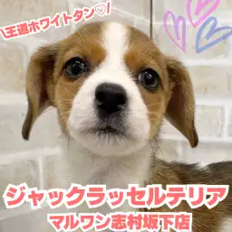 【 ジャックラッセルテリア 】王道カラー！大注目のジャックラッセルが新たに入店！