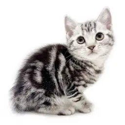 アメリカンショートヘア