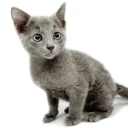 ロシアンブルー