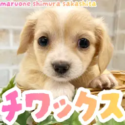 【 MIX 】チワワとダックスの最強遺伝子を持ったチワックスちゃんが新たに入店！